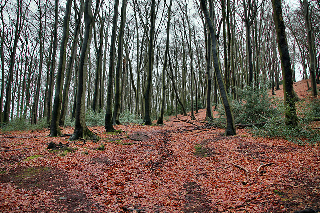 Im Wald auf der Hölter Egge (Sprockhövel) / 24.12.2017