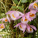 20 BGD Orchidee