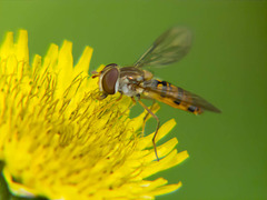 Hoverfly (8)