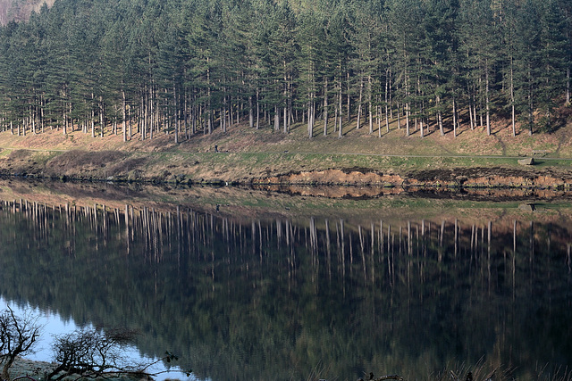 Trees, water and fresh air!