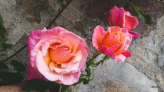 Courtyard Roses