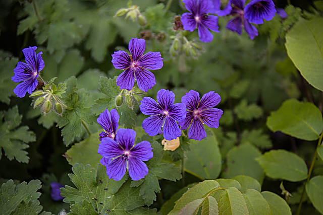 20200527 3891VRAw [D~LIP] Kaukasischer Storchschnabel (Geranium ibericum), UWZ, Bad Salzuflen