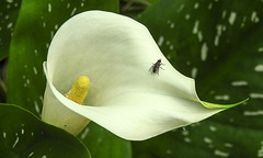 20230713 1752CPw [D~LIP] Gefleckte Calla (Zantedeschia albomaculata) Blumenfliege (Anthomyidae agg), Bad Salzuflen