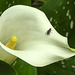 20230713 1752CPw [D~LIP] Gefleckte Calla (Zantedeschia albomaculata) Blumenfliege (Anthomyidae agg), Bad Salzuflen