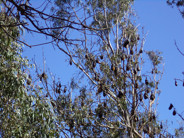 flying foxes at Yarra Bend