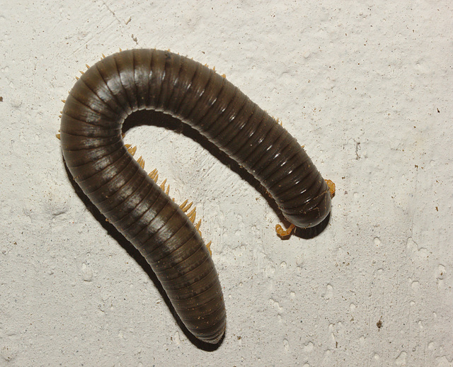 IMG 6842millipede