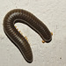 IMG 6842millipede