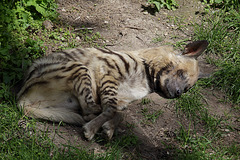 Streifenhyäne (Zoo Augsburg)