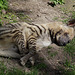 Streifenhyäne (Zoo Augsburg)