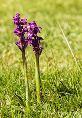 Green Winged Orchid