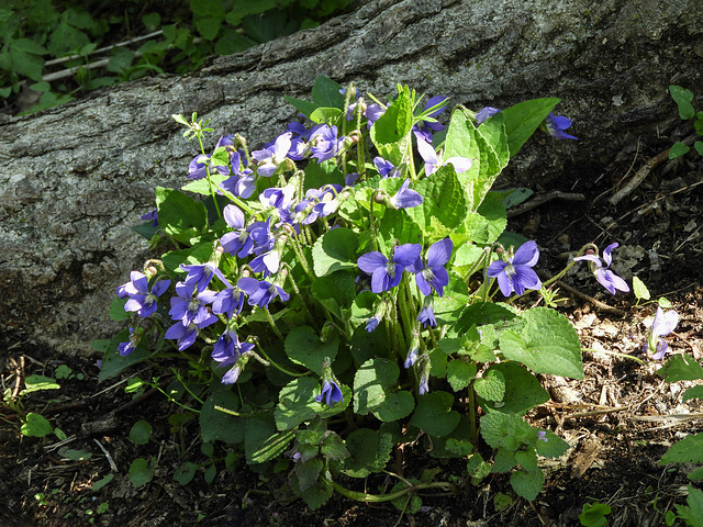 Violets, Pt Pelee