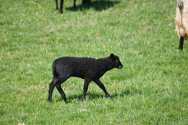 Heidschnuckenlamm auf dem Weg zu Mama