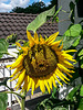 20150731 040Hw [D~RI] Sonnenblume, Rinteln