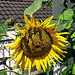 20150731 040Hw [D~RI] Sonnenblume, Rinteln
