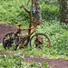 Rusty bike - one previous careless owner