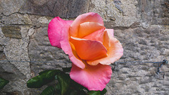 Courtyard Roses