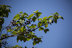 20200527 3892VRAw [D~LIP] (Paulownia tomentosa, Syn.: Paulownia imperialis), UWZ, Bad Salzuflen