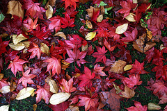 Le festival d'automne a sorti son tapis rouge .