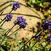 20200622 8832CPw [D~LIP] Lavendel, Bad Salzuflen