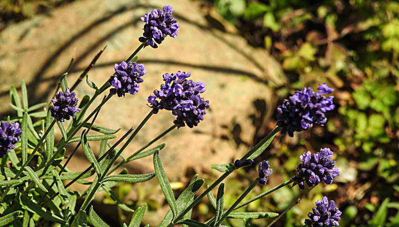 20200622 8832CPw [D~LIP] Lavendel, Bad Salzuflen