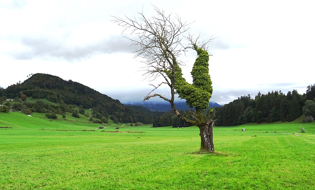 Schnifis Österreich