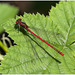 EF7A8974 Damselfly