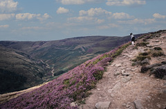 Poppy at Edale