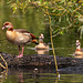 Egyptian geese