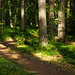 Schmaler gewundener Waldweg