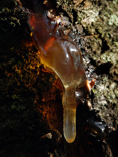 La gommose du cerisier .