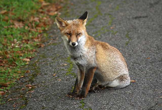 je ne pense pas que la route soit le meilleur endroit pour flaner petit renard ....