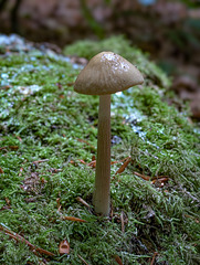 Fungi - Pixel 7 Pro