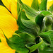 Sunflowers at the Byker City Farm