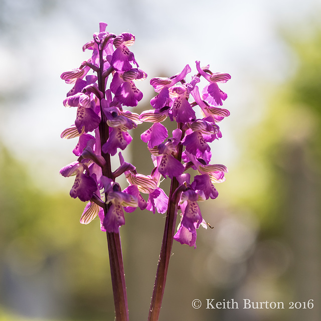 Green Winged Orchid