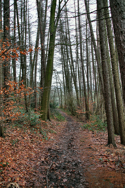 Waldweg auf der Hölter Egge (Sprockhövel) / 24.12.2017