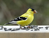 American Goldfinch male, Tadoussac, Quebec