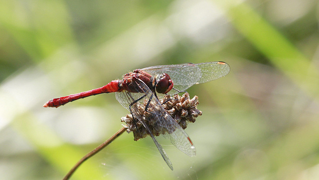 Sympetrum