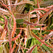22 BGD  Aloe dorotheae