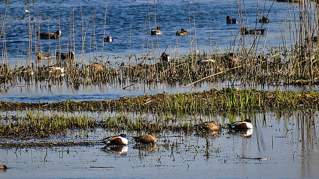 20190409 4626CPw [D~HVL] Löffelenten, Parey/Wolsier