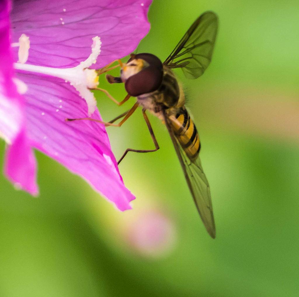 Hoverfly (11)