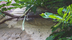 Wisteria Seedpod