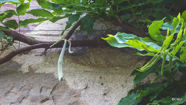 Wisteria Seedpod