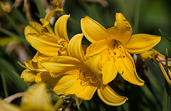 20200527 3894VRAw [D~LIP] Gelbe Taglilie (Hemerocallis lilioasphodelus), UWZ, Bad Salzuflen