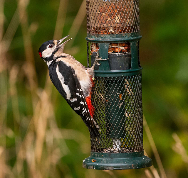 Great spotted woodpecker