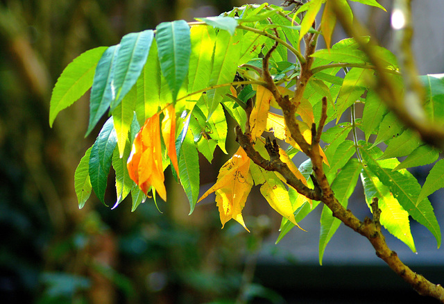 ... couleurs d’octobre ...