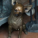 Chihuahua à poil court , qui a déjà coulé un bronze .