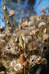 Penedos, Dry season started in May  !