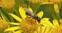 20230713 1754CPw [D~LIP] Jakobs-Greiskraut, Löcherbiene (Heriades truncorum), Bad Salzuflen