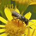 20230713 1754CPw [D~LIP] Jakobs-Greiskraut, Löcherbiene (Heriades truncorum), Bad Salzuflen