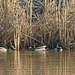 ducks and cattails